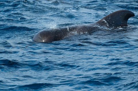 Baleine Pilote 